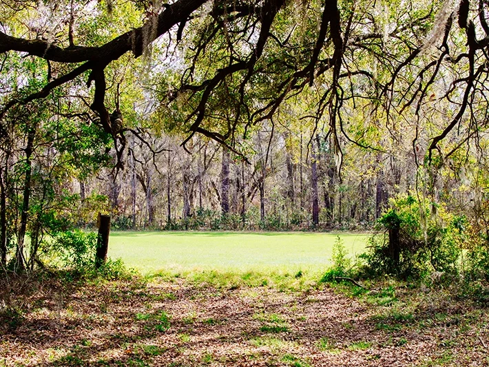 características de la madera de roble