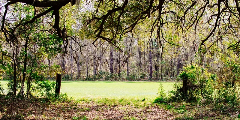 características de la madera de roble