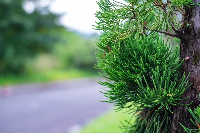 muebles fabricados con madera de pino