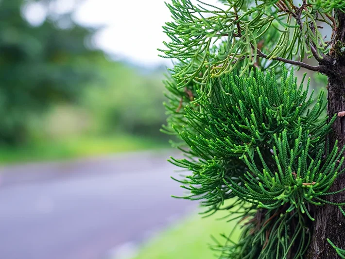 muebles fabricados con madera de pino