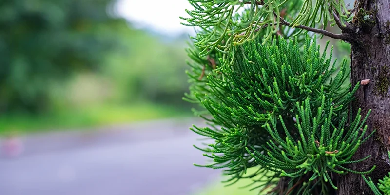 muebles fabricados con madera de pino