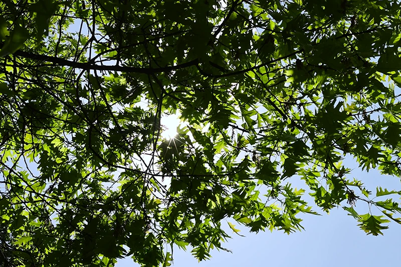 muebles fabricados en roble